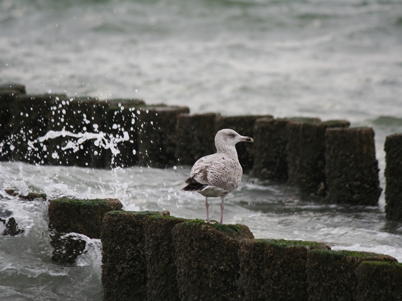 Möwe am Meer