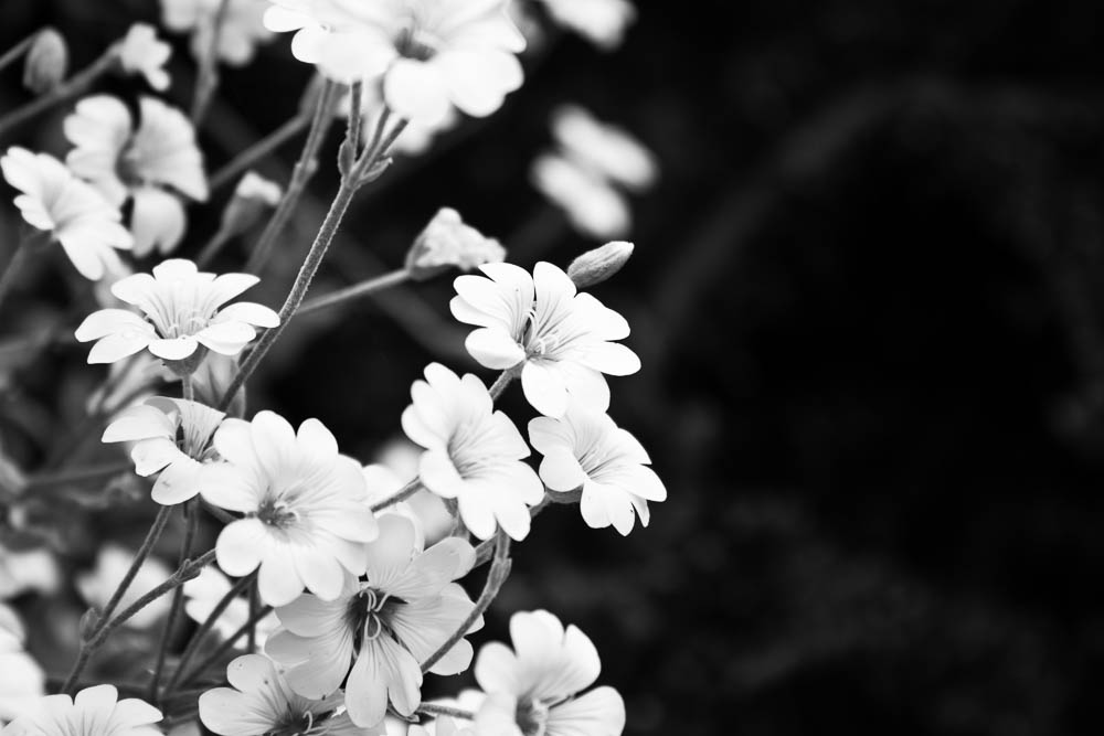 Blumen in schwarz/weiß