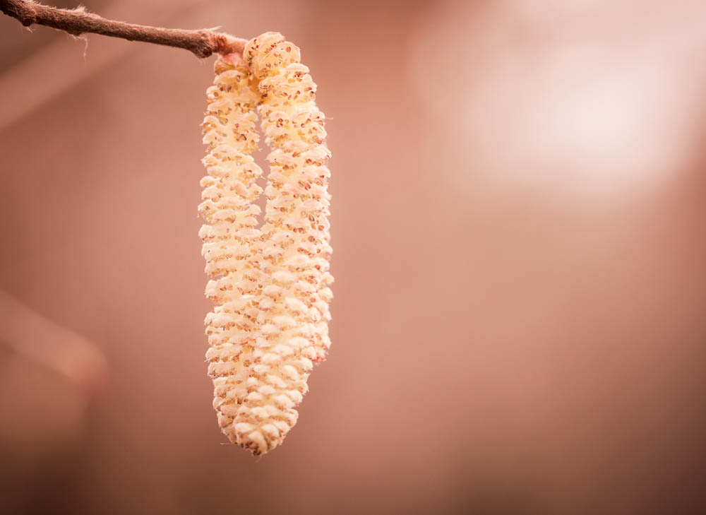 baum im winter