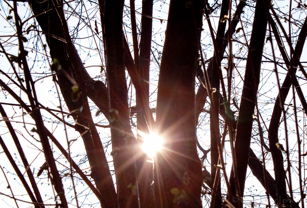 Sonnenlicht durch Äste