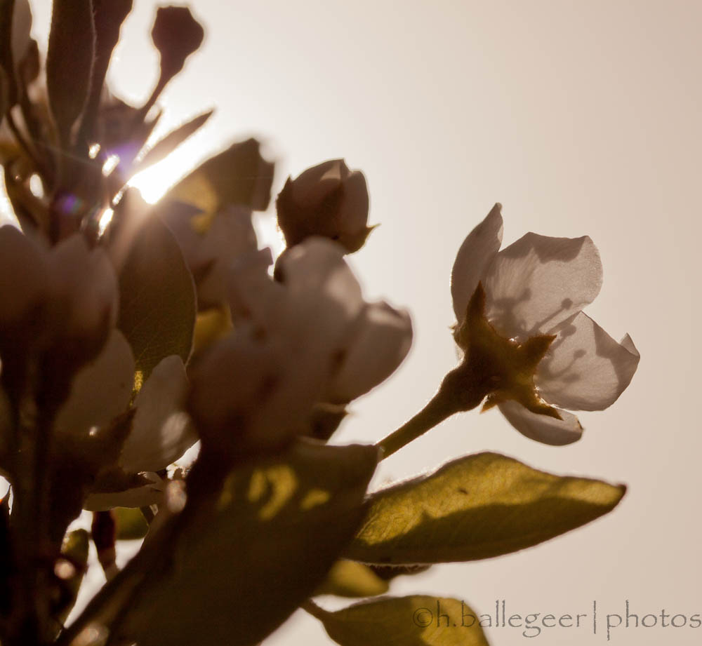 Blüte im Sonnenlicht