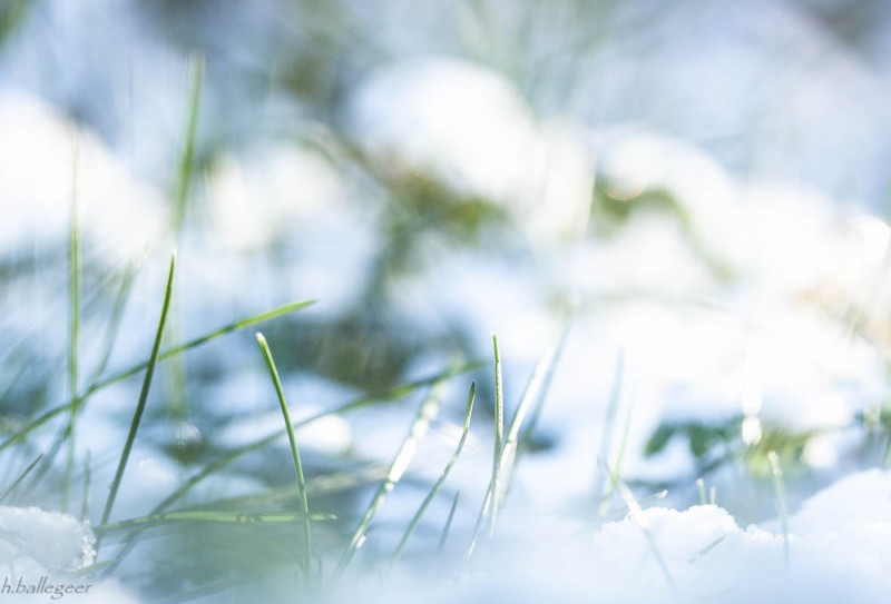 schnee auf Gras