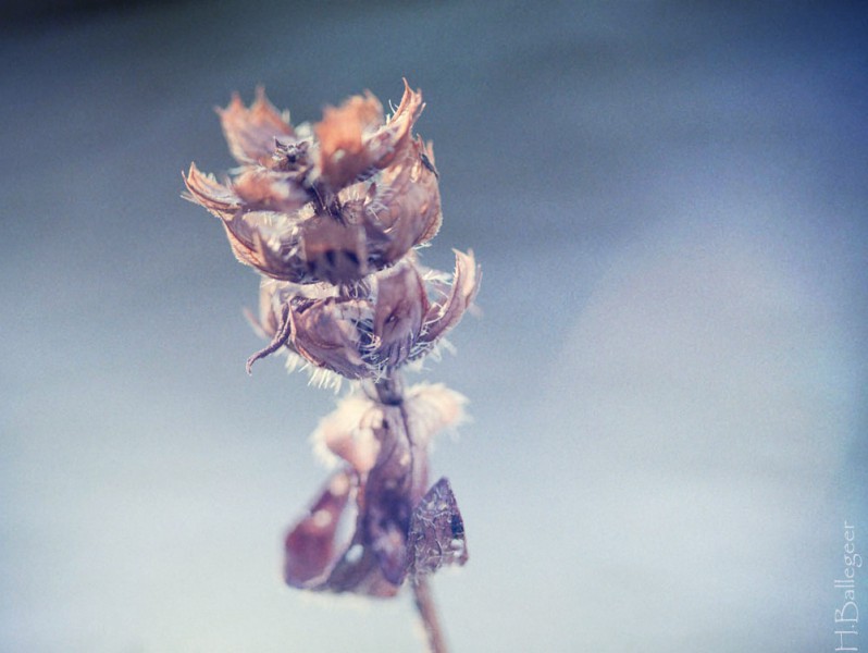 Blume im Schnee