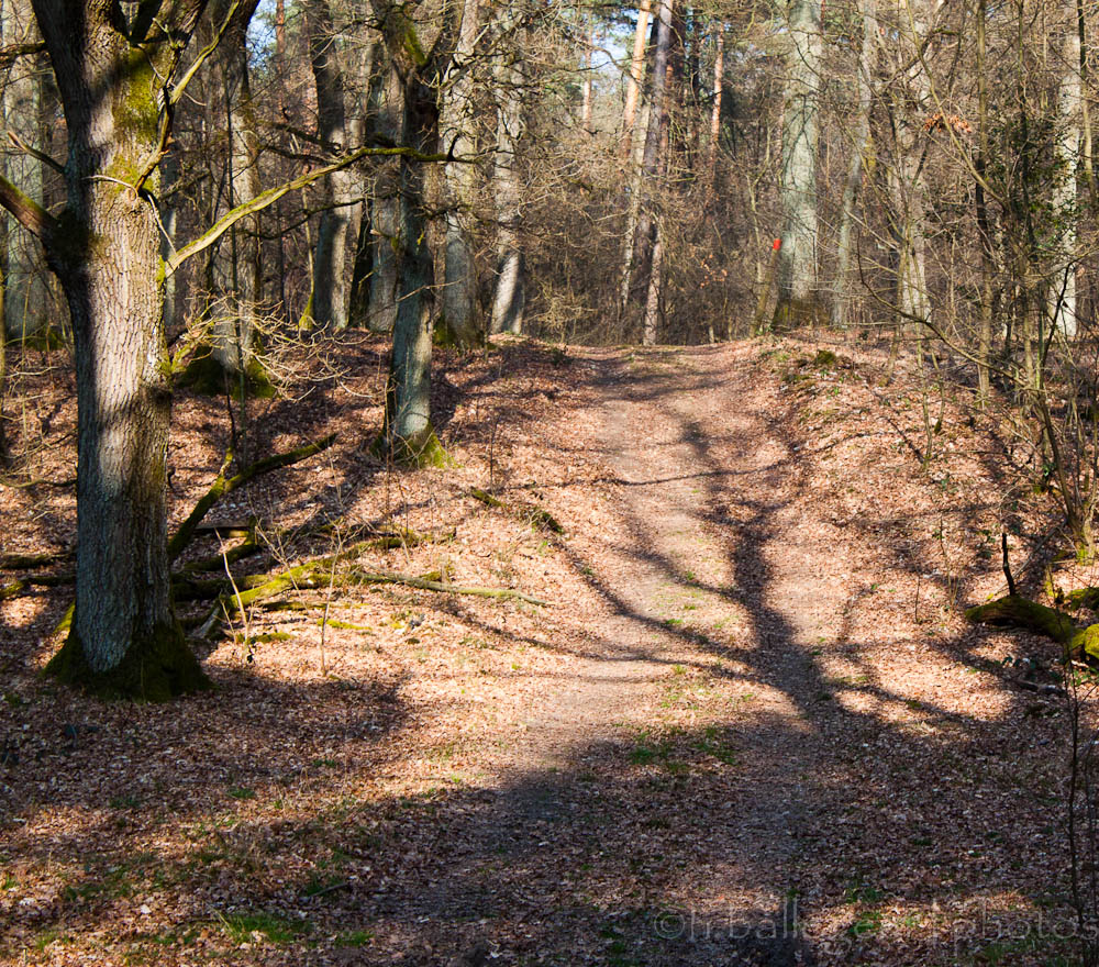 Schatten eines Baumes