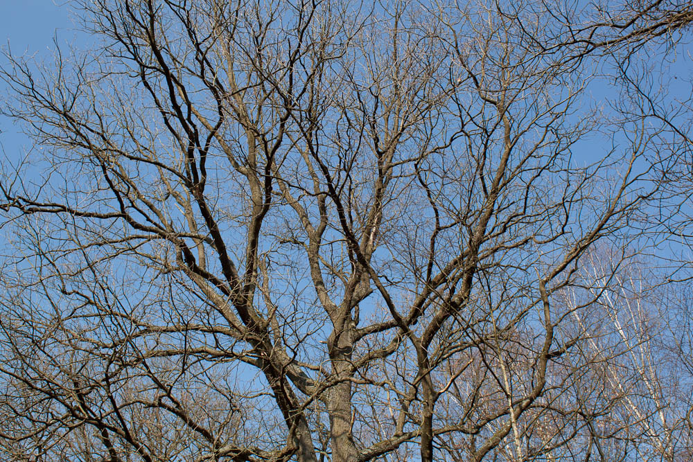 Bäume vor blauem Himmel