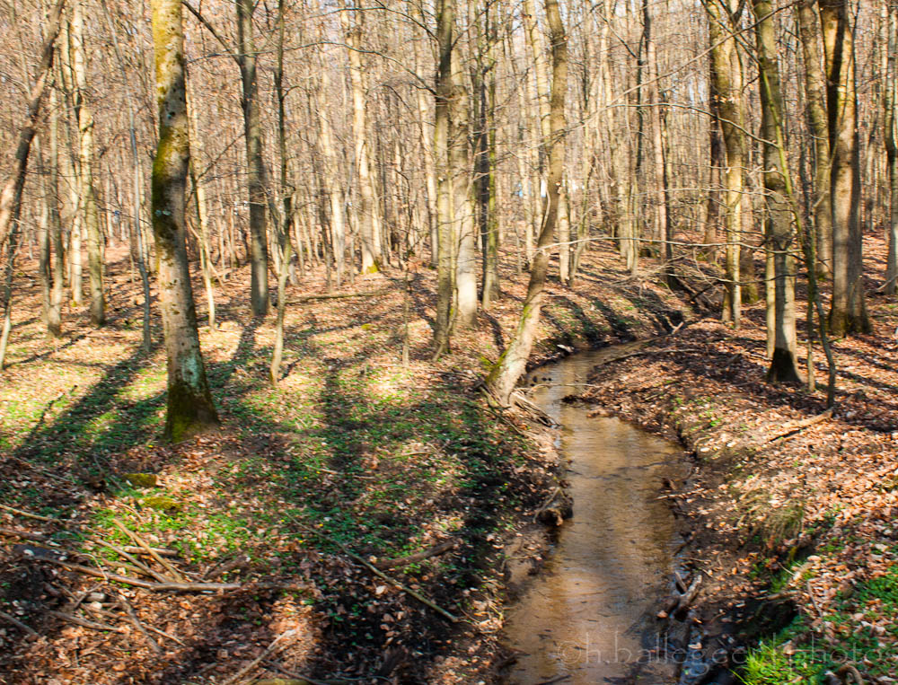 Kurtenwaldbach in der Wahner Heide