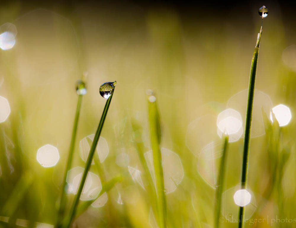 tropfen im Gras