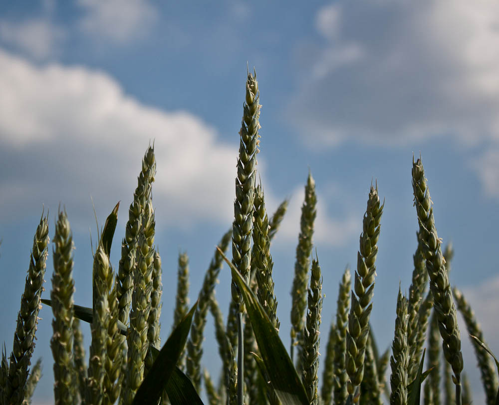 wolken über einem Kornfeld