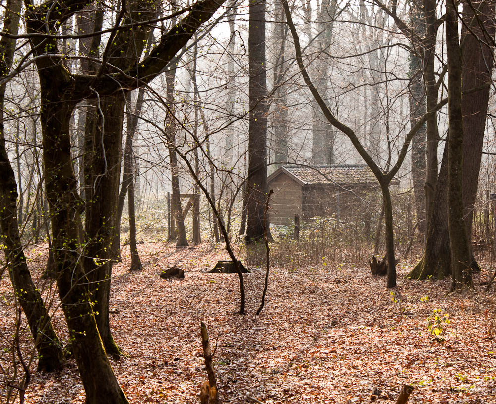 Haus im Wald ohne Bearbeitung
