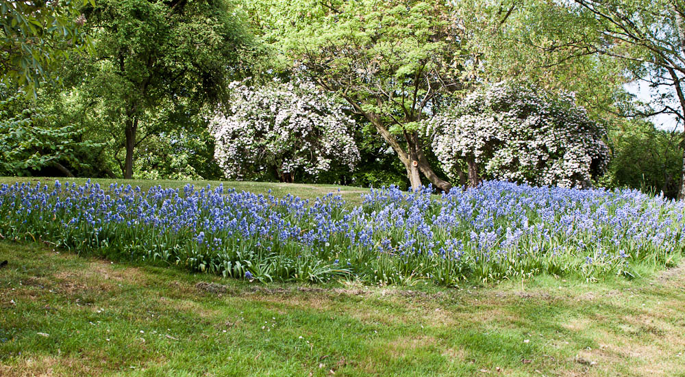 Grünfläche Rheinpark