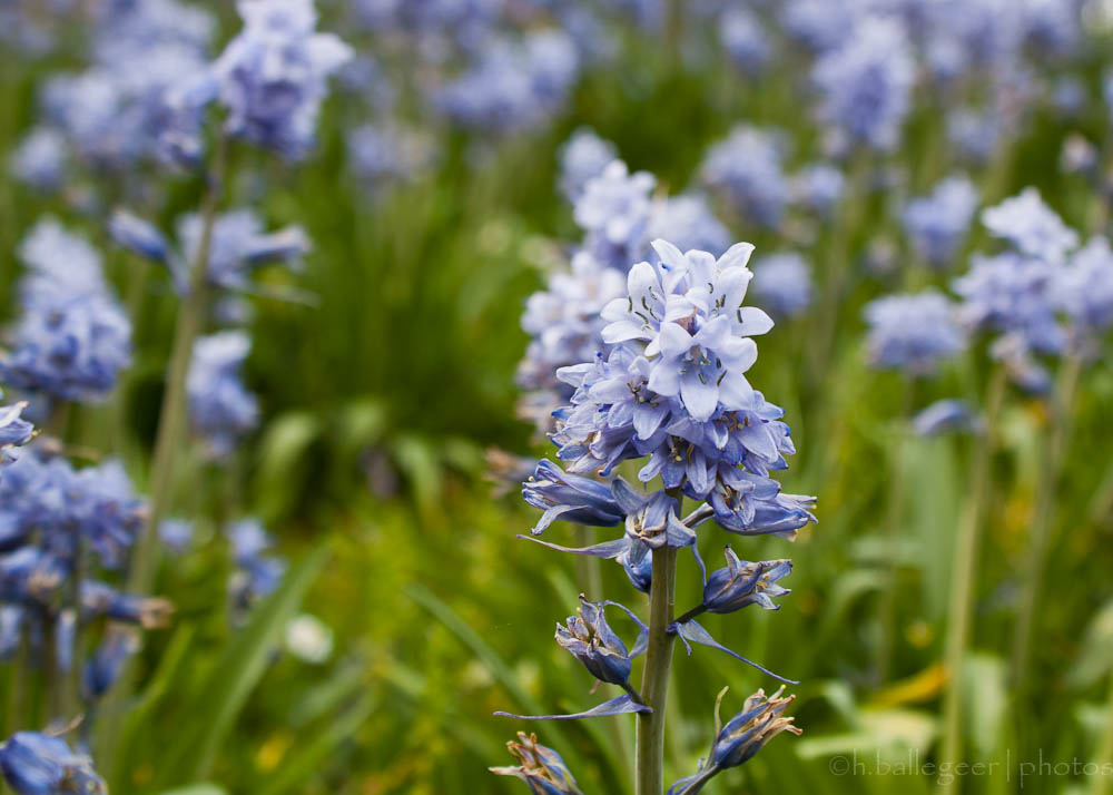 Blüten im Rheinpark