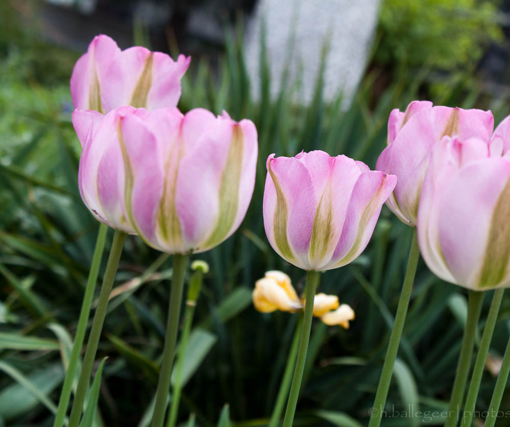 Tulpen im Rheinpark Köln