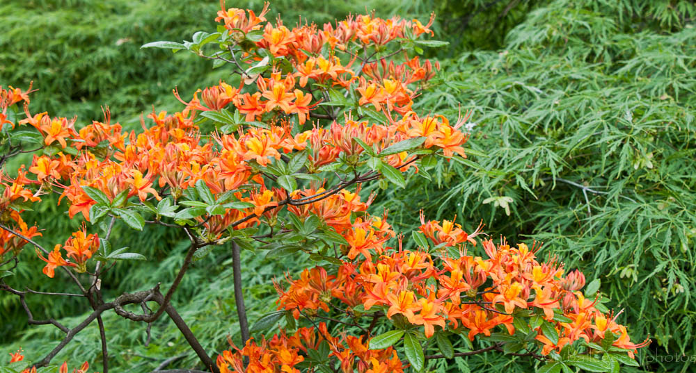 Farbenpracht im Rheinpark