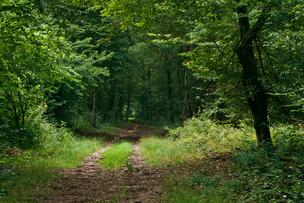 Weg im Wald