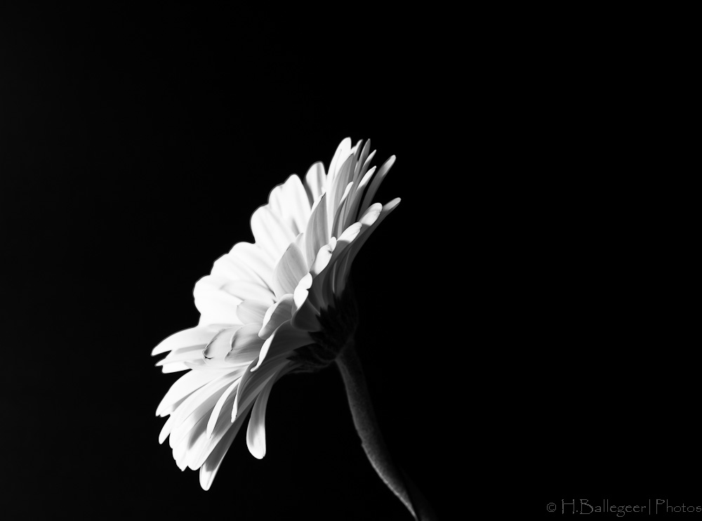 Blume in schwarz-weiß